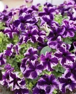 Петунія GO Tunia Cosmic Purple касетна розсада PLT-AN-CAS-642 фото
