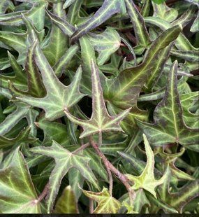 Плющ звичайний Сагіттіфолія(Hedera helix Sagittifolia)  касетна розсада PLT-HED-SAG-1306 фото