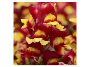 Насіння квітів 10шт Ротики махрові Snapshot Red Bicolor SDS-AN-FAS-1162 фото