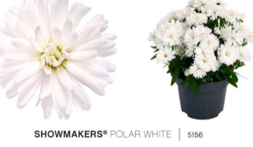 Айстра Snow Makers Arctic White касетна розсада  PLT-AST-CAS-1358 фото