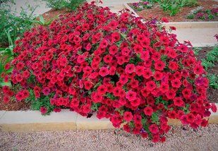 Насіння Петунія Tidal Red Velour 3шт PLT-AN-FAS-1145 фото