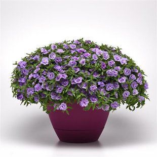Калібрахоа Neo Double Plum PLT-AN-CAS-758 фото
