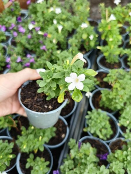 Петунія Itsy White касетна розсада PLT-ITSY-CAS-1340 фото