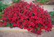 Насіння Петунія Tidal Red Velour 3шт PLT-AN-FAS-1145 фото 1