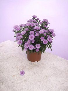 Айстра Snow Makers Baby Pink касетна розсада PLT-AST-CAS-1359 фото