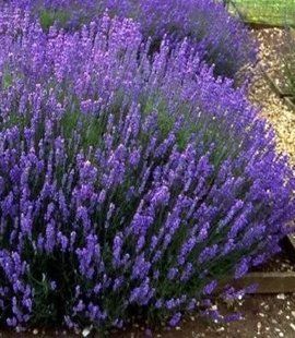 Насіння квітів Лаванда Hidcote Blue 20шт SDS-PR-FAS-581 фото