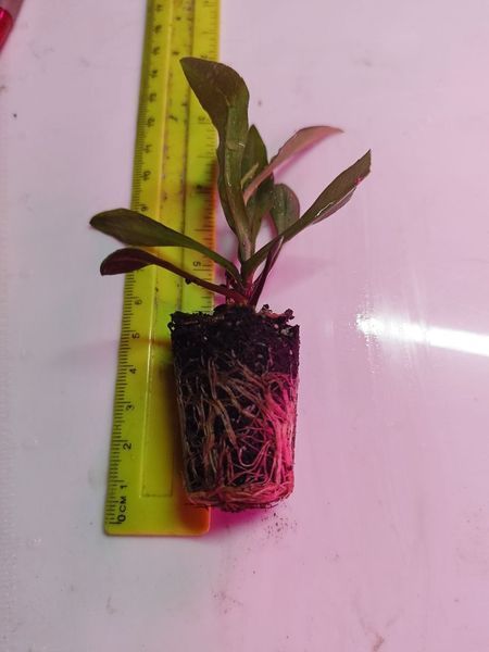 Айстра Snow Makers Baby Pink касетна розсада PLT-AST-CAS-1359 фото