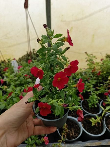 Калібрахоа Cabaret Early bright Red PLT-AN-CAS-777 фото
