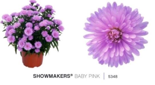 Айстра Snow Makers Baby Pink касетна розсада PLT-AST-CAS-1359 фото