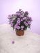 Айстра Snow Makers Baby Pink касетна розсада PLT-AST-CAS-1359 фото 1