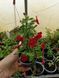 Калібрахоа Cabaret Early bright Red PLT-AN-CAS-777 фото 2