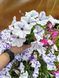 Сурфінія Lagoon Blue Star  PLT-AN-CAS-1211 фото 3