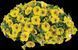 Петунія Capella Yellow PLT-AN-CAS-643 фото 1