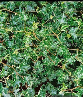 Плющ звичайний Івалейс(Hedera helix Ivalace) касетна розсада PLT-HED-IVL-1308 фото