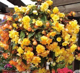 Насіння квітів mix Бегонія Illumination Apricot 3шт SDS-AN-FAS-326 фото