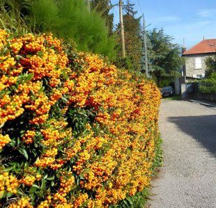 Піраканта Голден Чармер (Pyracantha coccinea Golden Charmer) PLT-PYR-CHA-1258 фото