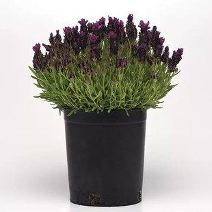 Насіння квітів Лаванда Bandera Deep Purple 5шт SDS-PR-FAS-582 фото