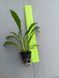 Леукантемум (розсада) Banana Cream Yellow PLT-PR-CAS-1056 фото 3