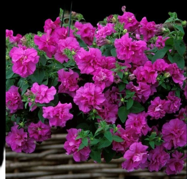 Петунія Tumbeline Candyfloss PLT-AN-CAS-644 фото