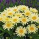 Леукантемум (розсада) Banana Cream Yellow PLT-PR-CAS-1056 фото 1
