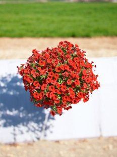 Петунія Cascadias  Chili Red касетна розсада PLT-AN-CAS-1213 фото