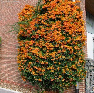Піраканта Оранж Глоу (Pyracantha coccinea Orange Glow) PLT-PYR-Gl-1259 фото