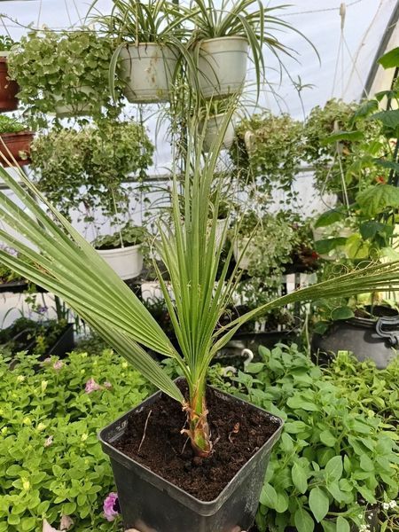 Пальма Вашингтонія  PLT-HOME-PALM-213 фото