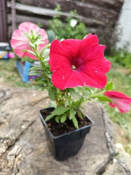 Петунія Cascadias  Chili Red  PLT-AN-CAS-1213 фото