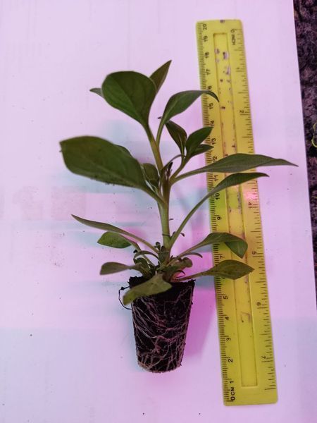 Петунія Cascadias  Chili Red касетна розсада PLT-AN-CAS-1213 фото