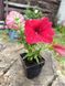 Петунія Cascadias  Chili Red  PLT-AN-CAS-1213 фото 2