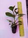 Петунія Cascadias  Chili Red касетна розсада PLT-AN-CAS-1213 фото 2