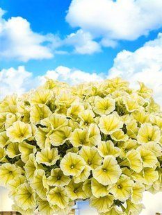 Петунія Veranda Yellow  касетна розсада PLT-AN-CAS-1214 фото