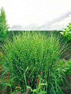 Міскантус китайський Зебрінус (Miscanthus sinensis Zebrinus) касетна розсада PLT-MIS-CAS-1310 фото