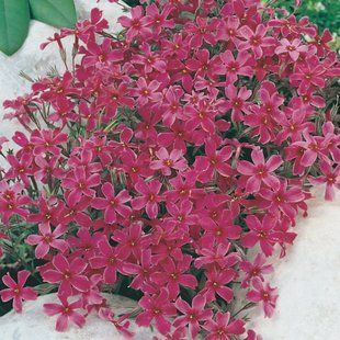 Флокс (розсада)шиловидний Atropurpurea PLT-PR-CAS-1058 фото