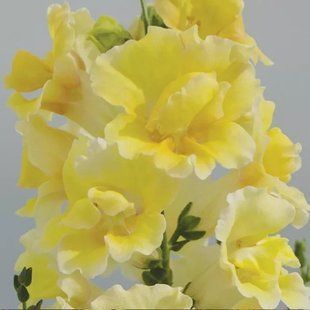 Насіння квітів 10шт Ротики махрові Twinni Yellow Shades SDS-AN-FAS-83 фото