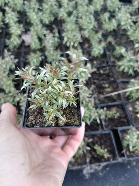 Флокс (розсада)шиловидний Atropurpurea PLT-PR-CAS-1058 фото