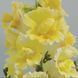 Насіння квітів 10шт Ротики махрові Twinni Yellow Shades SDS-AN-FAS-83 фото 1