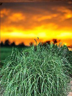Міскантус китайський Літл Зебра(Miscanthus sinensis Little Zebra) касетна розсада PLT-MIS-CAS-1311 фото