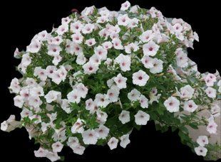 Петунія Vista Silverberry PLT-VIS-CAS-26 фото