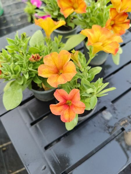 Петхоа Sunset Orange касетена розсада  PLT-AN-CAS-624 фото