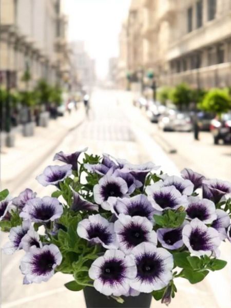Петунія Supertunia Black Spot  касетна розсада PLT-AN-CAS-1215 фото