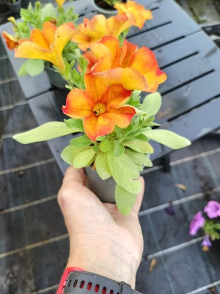 Петхоа Sunset Orange касетена розсада  PLT-AN-CAS-624 фото