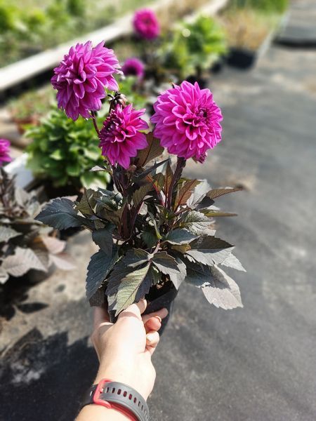Жоржина Xantico DL Purple корені PLT-PR-P9-1053 фото