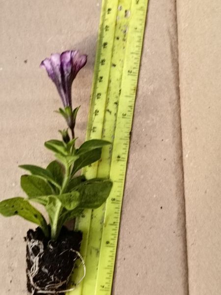 Петунія Supertunia Black Spot  касетна розсада PLT-AN-CAS-1215 фото