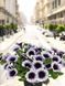 Петунія Supertunia Black Spot  касетна розсада PLT-AN-CAS-1215 фото 2