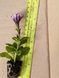 Петунія Supertunia Black Spot  касетна розсада PLT-AN-CAS-1215 фото 3