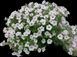 Петунія Vista Silverberry PLT-VIS-CAS-26 фото 1