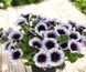 Петунія Supertunia Black Spot  касетна розсада PLT-AN-CAS-1215 фото 1