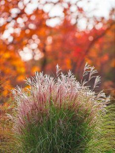 Міскантус китайський Фернер Остен (Miscanthus sinensis Ferner Osten) касетна розсада PLT-MIS-CAS-1312 фото