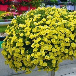 Калібрахоа Superbells Double Yellow вазон PLT-AN-VAZ-868 фото